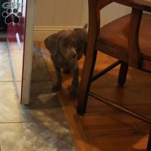 Charlie, Weimaraner Puppy